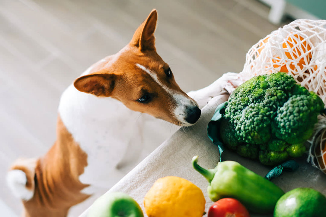 Dog Sniffing Broccoli on the counter