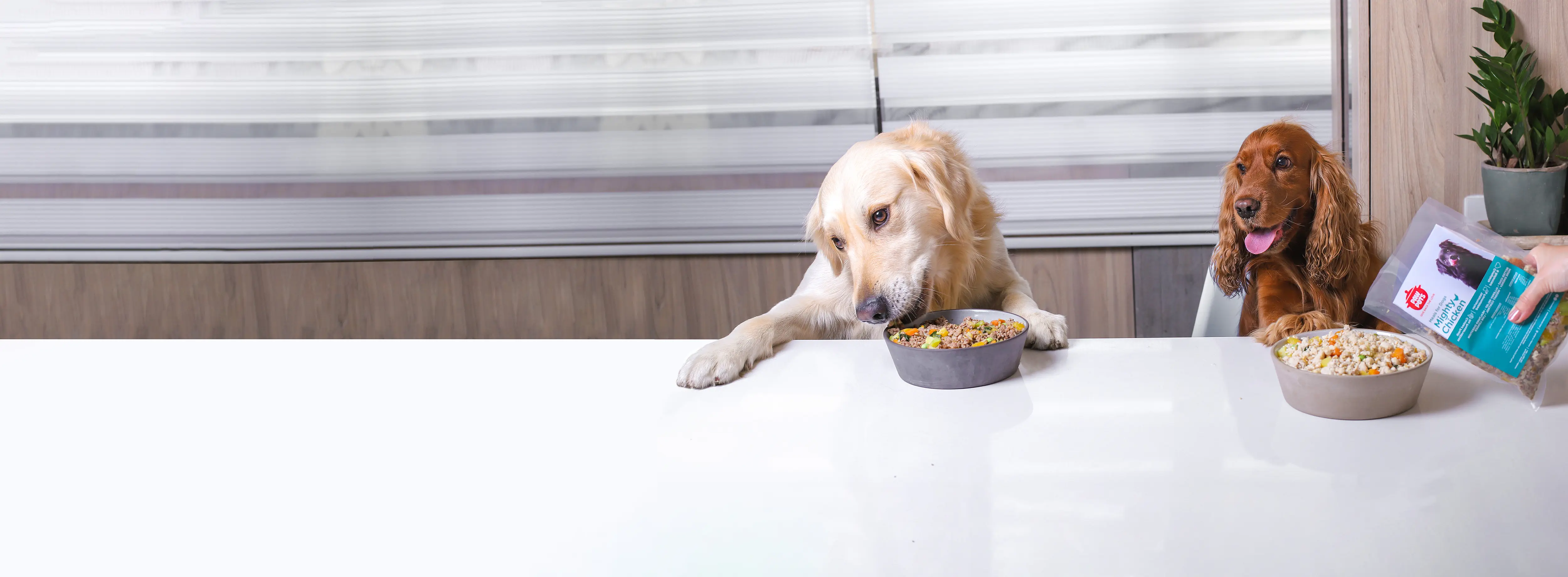 Golden retriever & English Cocker Spaniel eating fresh human grade dog food